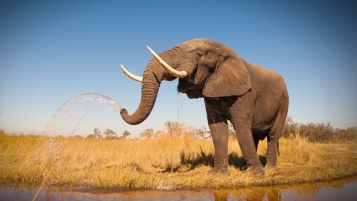 $25 Million Gift to Support Wildlife Conservation and Environmental