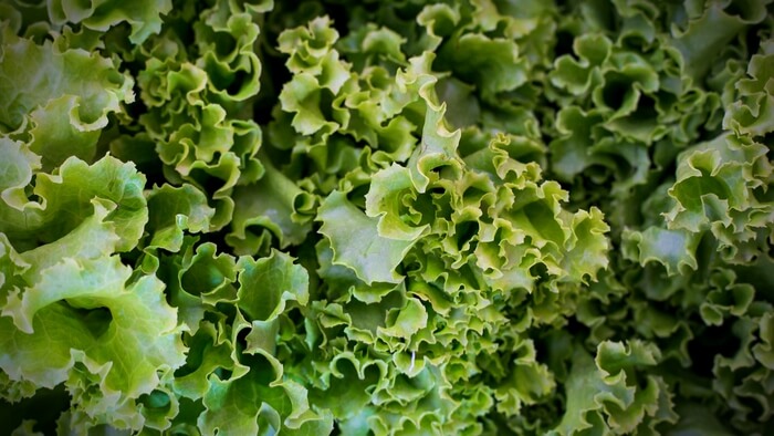 Urban Farming Accelerator in Brooklyn Provides Fresh Produce Year-Round Giving Compass