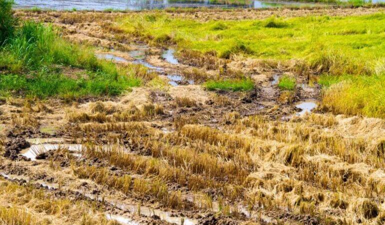 food-tank-resiliency