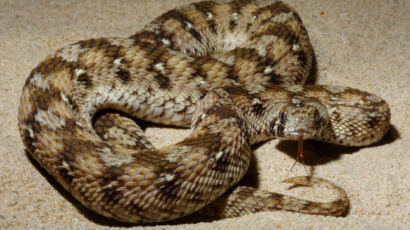 Governments Step Up The Snakebite Battle Giving Compass