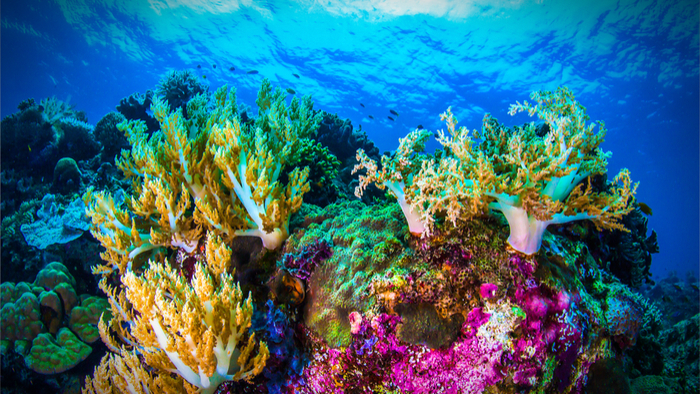 Coral-reef-refuge-climate-change