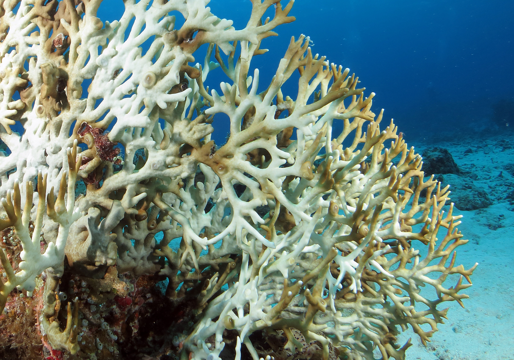 NOAA’s Coral Reef Watch · Giving Compass