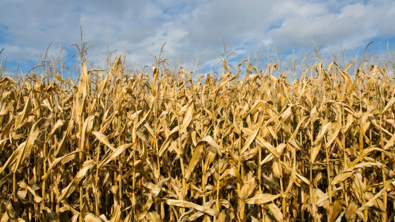World Hunger and Climate Change Giving Compass