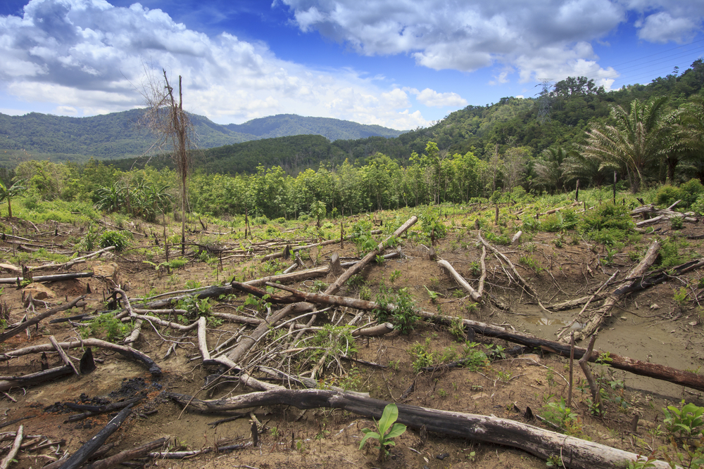 The Continued Clearing of Rainforests Spells Disaster for Curbing
