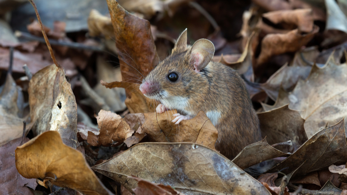 The Wild Experiment That Showed Evolution in Real Time - Giving Compass