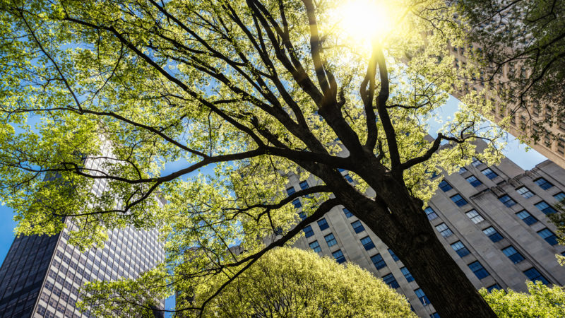 Not So Long Ago, Cities Were Starved For Trees Giving Compass
