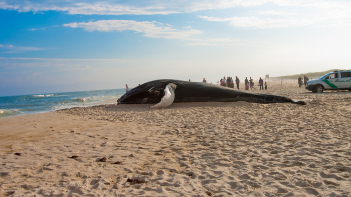 Whale Found With 88 Pounds of Plastic in Stomach Shows Urgency of Zero ...