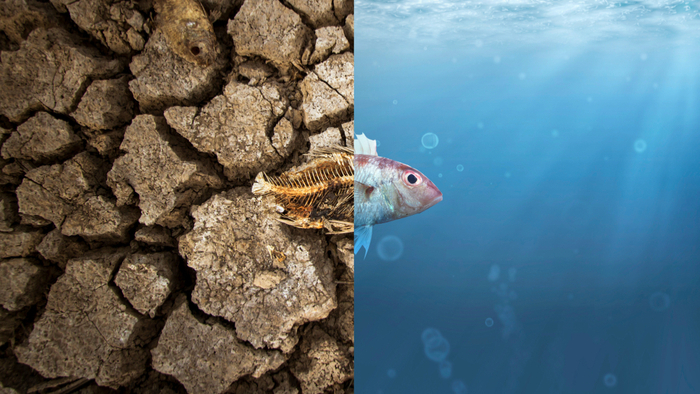 Can We Tweak Marine Chemistry to Help Stave Off Climate Change ...
