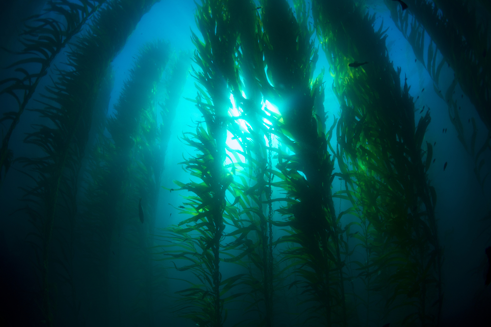 Biodiversity Provides Stability For Kelp Forests Giving Compass
