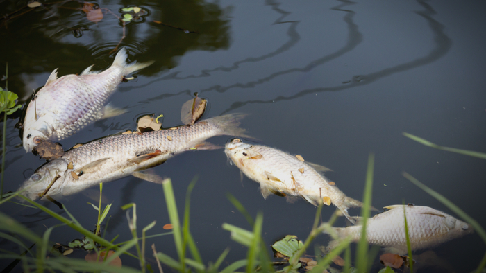 Climate Change Threatens the World’s Fisheries - Giving Compass