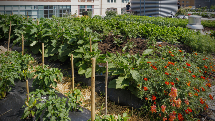 How Tech Innovation is Advancing Urban Agriculture Giving Compass