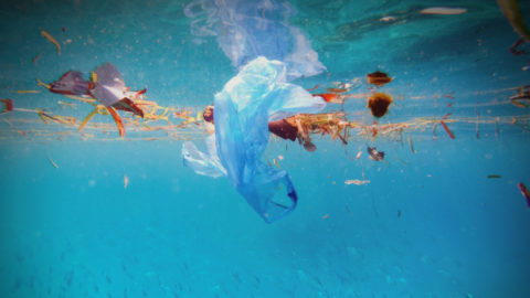 This Strategy Could Boost Ocean Conservation - Giving Compass