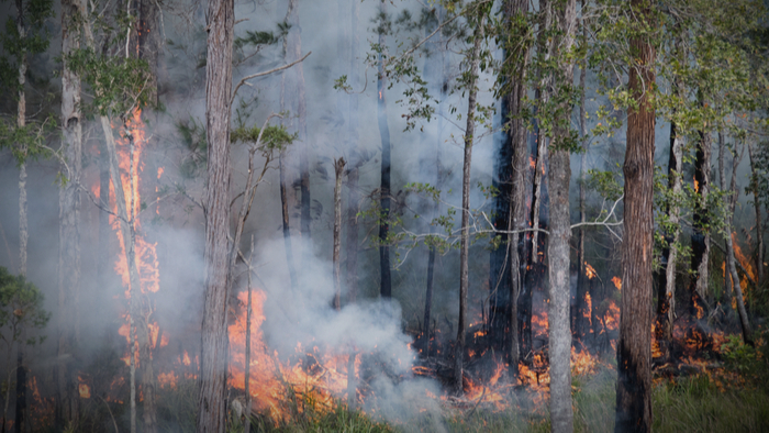 Measuring Damage for Future Recovery From Australian Fires - Giving Compass