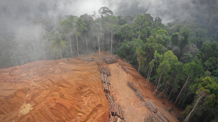 Indigenous Brazilians Stand Between Politics and the Amazon Giving Compass