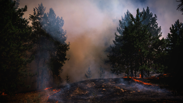 Firefighters Increase Risk of Getting COVID-19 From Exposure to Wildfire Smoke Giving Compass