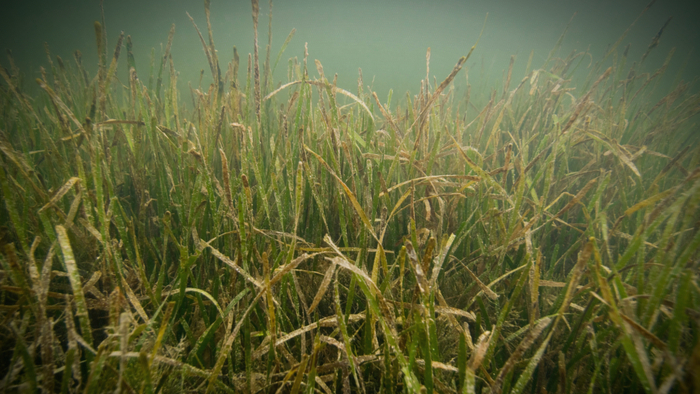 Restoring Seagrass for Successful Marine Conservation Giving Compass