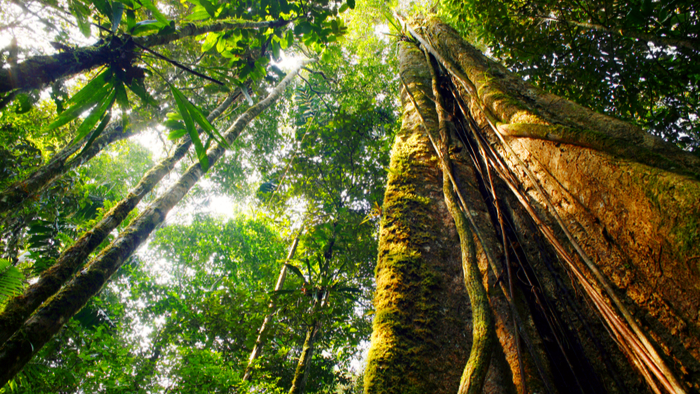 Rising Temperatures Are Shortening Tropical Trees' Lives giving compass