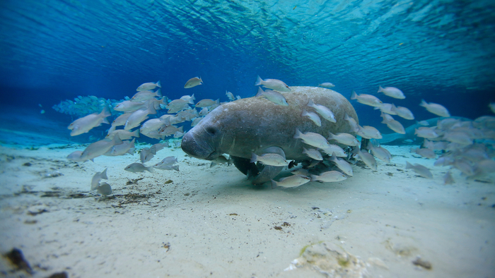 Water Being Pumped Into Tampa Bay Could Cause a Massive Algae Bloom, Putting Fragile Manatee and Fish Habitats at Risk Giving Compass