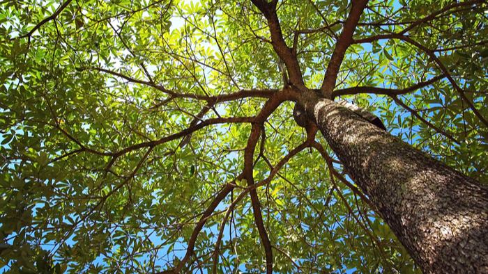 Arbor Day Should Be About Growing Trees, Not Just Planting Them Giving Compass