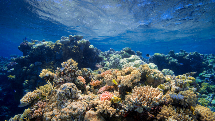 Watching a Coral Reef Die as Climate Change Devastates One of the Most Pristine Tropical Island Areas on Earth Giving Compass