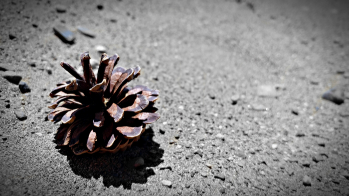 The Value of Biomimetic Design Giving Compass