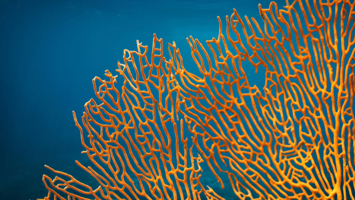 World's Coral Scientists Warn Action is Needed Now to Save Even a Few Reefs From Climate Change Giving Compass