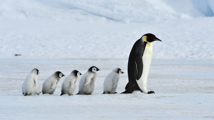 Emperor Penguins Headed for 'Threatened' Status Under Endangered