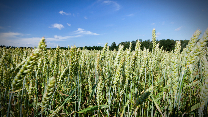 The Links Between Climate Change and Global Food Insecurity Giving Compass
