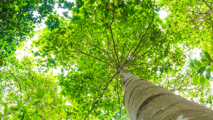 Companies and Countries Expect Nature to Offset Too Much Carbon Giving Compass